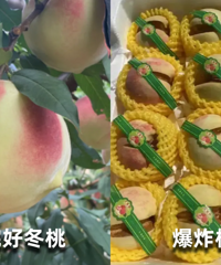 ��ˮ��ƭ�֡��������ѣ���Щˮ����ġ�����ơ����������