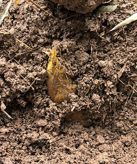 �ֵ�����