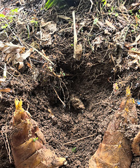 �ֵ�����