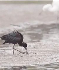 ���ޣ������д���è�����q����̨��