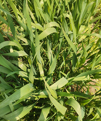 С��²˷ֲ���