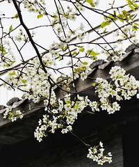 ����������Լ���������Ⲩ������