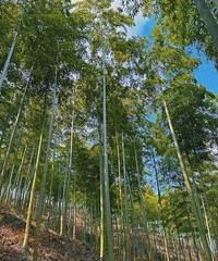 ���������Ծ�ڣ�̨�ݼ�����������