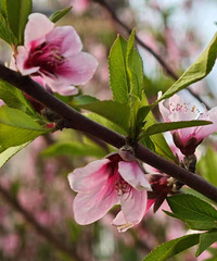 ̨��ֱ��30�棡��θϽ�ϴ���޷���