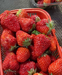 ����Ĳ�ݮ����˰�10��2��