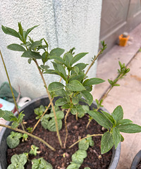 �������ˮ������ηֱ���٣�