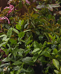 �����ݲ�