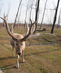 ������¹����ϲ�������л���¹԰�ķ���֮��