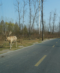 ������¹����ϲ�������л���¹԰�ķ���֮��