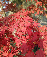 88��172·���У�����������ģ�ϣ����һ��ͬ���ż��ѵ���