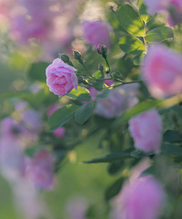 Ǿޱ������