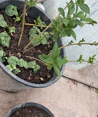 �������ˮ������ηֱ���٣�