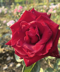 ����һ����ȥ��̨��ֲ��԰�������ߣ�̫��Ƭ�ˣ�