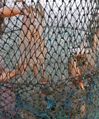 �Ժ���Ե�������з����������ɳĮ��