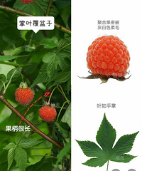 现在是野果盛行的时侯,你知道怎么区分吗?