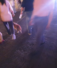 紫阳街人山人海,遛狗是否自觉/强制带狗嘴套?都不差1200