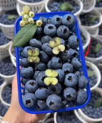 �������ѣ�����ˮ���������ۡ���ù�������ѣ����춼��