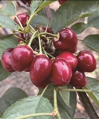 ͻ�Ƶ�������  �ٺ�ũ���ֳ���4J��������