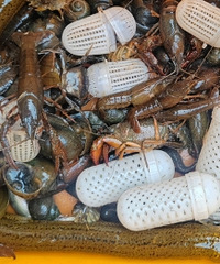 ��ֳ��������Ŷ