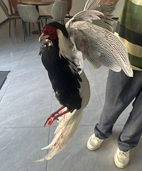 ���֡��������ѡ������ݲ���