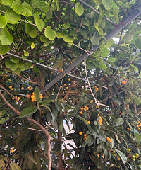 ���껨԰������˴����