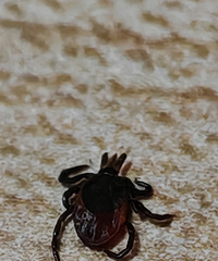 �����ҧ��