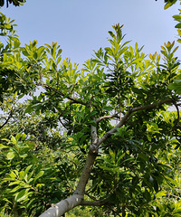 ���궫����÷����С�꣬������5��һ������Ҫ50