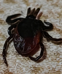 �����ҧ��