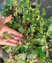 �����Լ��ֵĲ���ô����ӣ��������˶���ҩ����