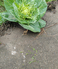 �����Լ��ֵĲ���ô����ӣ��������˶���ҩ����