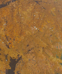 ��ʢ��Щ�̻����Ƕ���