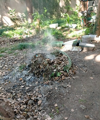 ����԰��С��8��¥ǰ��������Ҷ