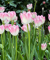 84��Ů�����죬��ҵ��λ���з��г���ϣ���з�170cm����