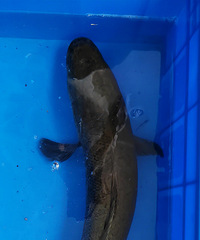 ���۸��᡿Ϊʲôͬ����Ұ���㣬�ڻ���Ժ�ű�·�������������