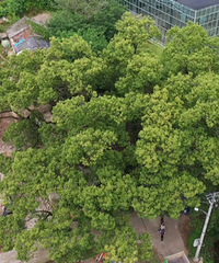 �����ж�500����ľ��͡�����ɡ��