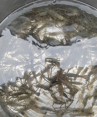 Ұ�����Ϻ120һ�������СϺ����ʮ������