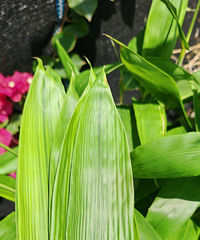 �����ʵ���Ҷ����ζ��ˮ����