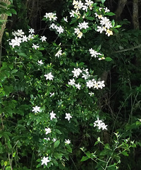 ����ɽ�ö����ӻ�