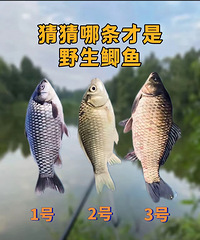 �²�������Ұ������