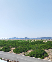 Ħ������ţͷ��һ�Ź�·�����������纣