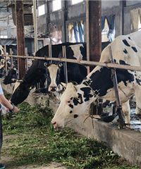 ����ţ�̱�Ҫι��ţ