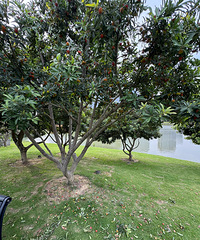 �ͺϹ�԰����÷������ժ��һ���ϴ���