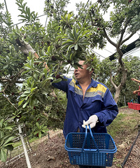 �ɾӴ�����÷�������У���ũȴ����ȥ��һ�����ӡ���