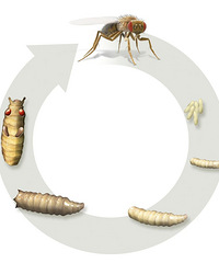 �����÷�����г棿����ϴ���ĳԣ�