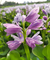 ·��ͩ���Ҥ�������Ƭ����ɫ�Ļ���