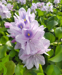 ·��ͩ���Ҥ�������Ƭ����ɫ�Ļ���