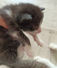 ����ͼ�������è��