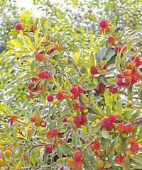 ��÷����