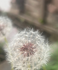 �Ѿ���ʼ���ϱ����°������ȷ�������˶�ʧҵ