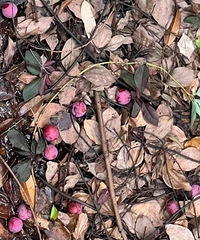 ��Ҫժ����Ҫ�ԣ�̨������������